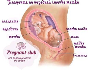 placenta-po-peredney-stenke.jpg [ время: 23.04.2014 16:52, размер: 42.67 Кб | Просмотров: 674 ]