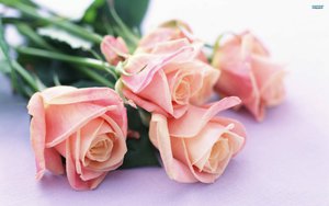 20868__soft-pink-roses_p.jpg [ время: 9.10.2015 9:00, размер: 216.22 Кб | Просмотров: 602 ]