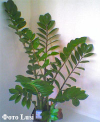 zamiacucas.jpg