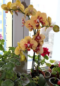 orxa.jpg [ время: 15.05.2012 18:02, размер: 376.77 Кб | Просмотров: 1135 ]