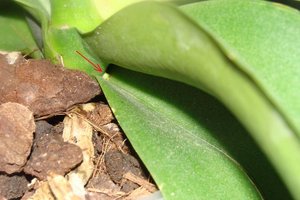 DSC03747_hf.jpg [ время: 11.04.2012 15:11, размер: 104.59 Кб | Просмотров: 1055 ]