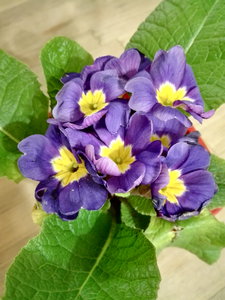 IMG_20170310_235026.jpg [ время: 16.03.2017 14:38, размер: 3.84 Мб | Просмотров: 2778 ]