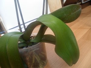 1.JPG [ время: 15.05.2012 17:36, размер: 193.11 Кб | Просмотров: 1085 ]