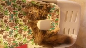 20151016_194131.jpg [ время: 16.10.2015 20:37, размер: 263.29 Кб | Просмотров: 1100 ]