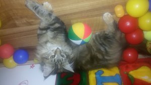 20151016_205806.jpg [ время: 16.10.2015 21:07, размер: 234.46 Кб | Просмотров: 1670 ]