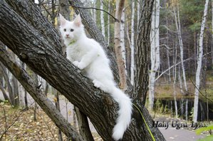 cVd5cj6PItc.jpg [ время: 20.09.2015 21:04, размер: 404.53 Кб | Просмотров: 1360 ]