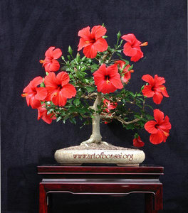 Hibiscus_rosa-sinensis.jpg [ время: 6.04.2012 22:04, размер: 106.02 Кб | Просмотров: 1177 ]