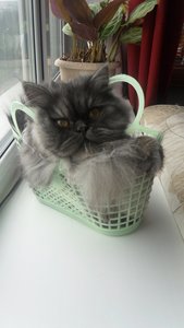 1.4 мес 105.JPG [ время: 22.08.2012 21:45, размер: 222.48 Кб | Просмотров: 977 ]