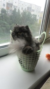 1.4 мес 095.JPG [ время: 22.08.2012 21:41, размер: 240.22 Кб | Просмотров: 963 ]