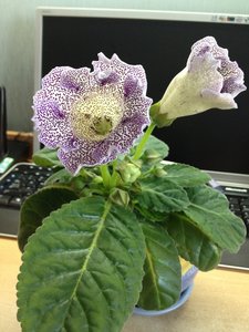 IMG_0925.JPG [ время: 7.04.2012 11:06, размер: 282.63 Кб | Просмотров: 1029 ]