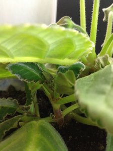 IMG_0926.JPG [ время: 7.04.2012 11:06, размер: 252.84 Кб | Просмотров: 1111 ]